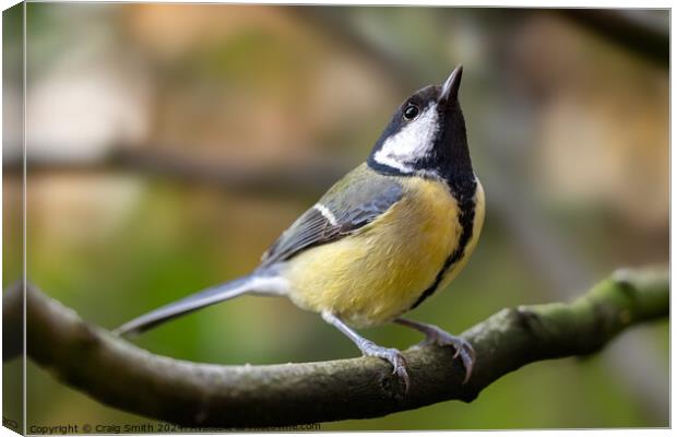 Great Tit Canvas Print by Craig Smith