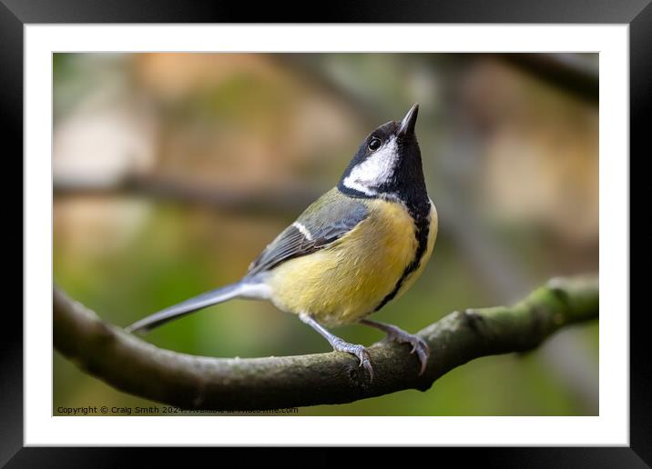 Great Tit Framed Mounted Print by Craig Smith