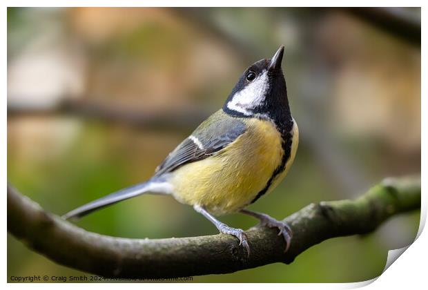 Great Tit Print by Craig Smith