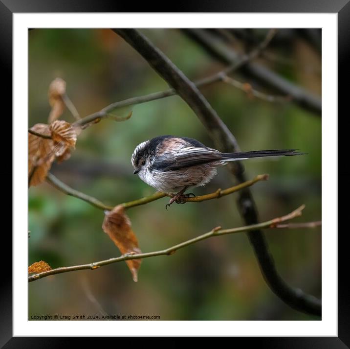Long Tailed Tit Framed Mounted Print by Craig Smith