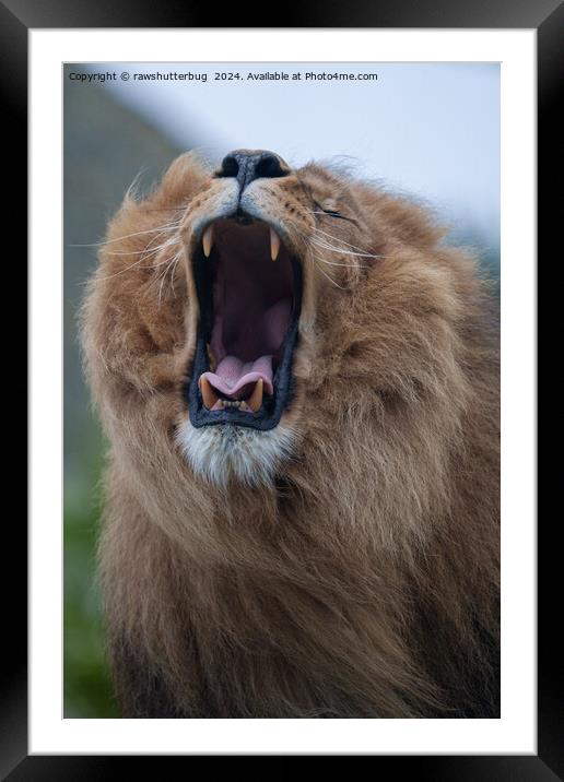 Yawning Lion A Close Encounter Framed Mounted Print by rawshutterbug 