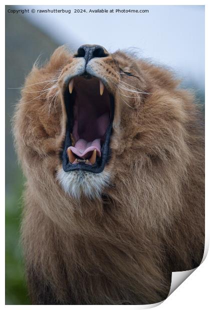 Yawning Lion A Close Encounter Print by rawshutterbug 