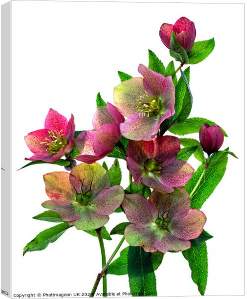 Hellebore flowers - 1 Canvas Print by Photimageon UK