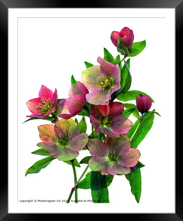 Hellebore flowers - 1 Framed Mounted Print by Photimageon UK