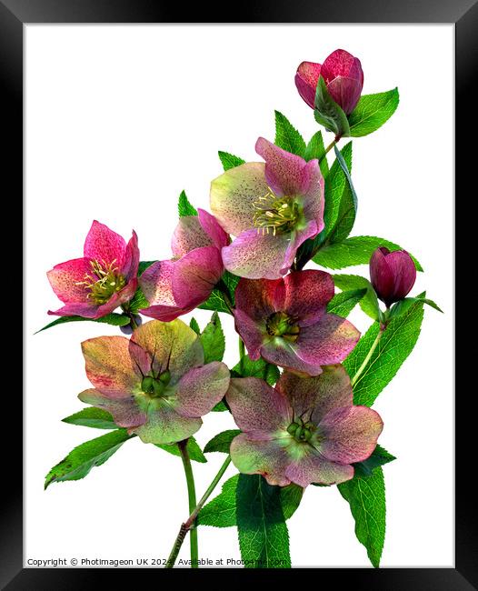 Hellebore flowers - 1 Framed Print by Photimageon UK