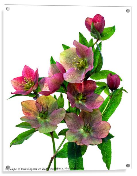 Hellebore flowers - 1 Acrylic by Photimageon UK
