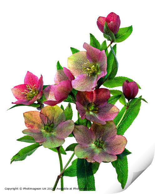Hellebore flowers - 1 Print by Photimageon UK