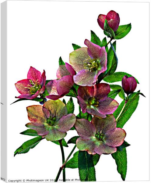 Hellebore flowers - 2 Canvas Print by Photimageon UK