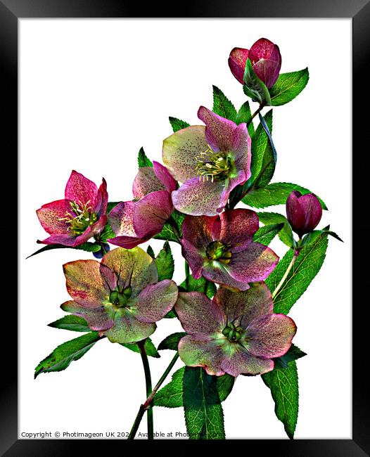 Hellebore flowers - 2 Framed Print by Photimageon UK