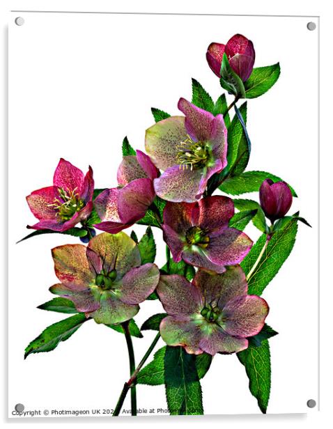 Hellebore flowers - 2 Acrylic by Photimageon UK