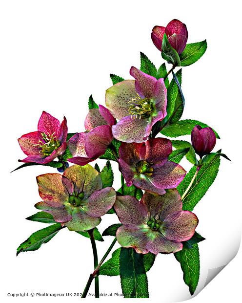 Hellebore flowers - 2 Print by Photimageon UK