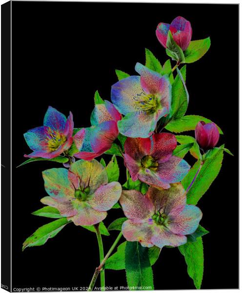 Hellebore flowers - 3 Canvas Print by Photimageon UK