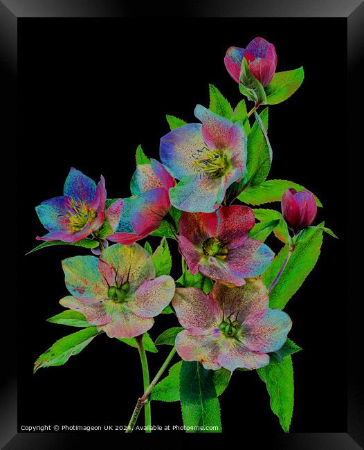 Hellebore flowers - 3 Framed Print by Photimageon UK