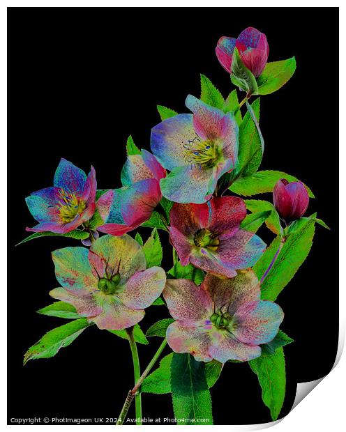 Hellebore flowers - 3 Print by Photimageon UK