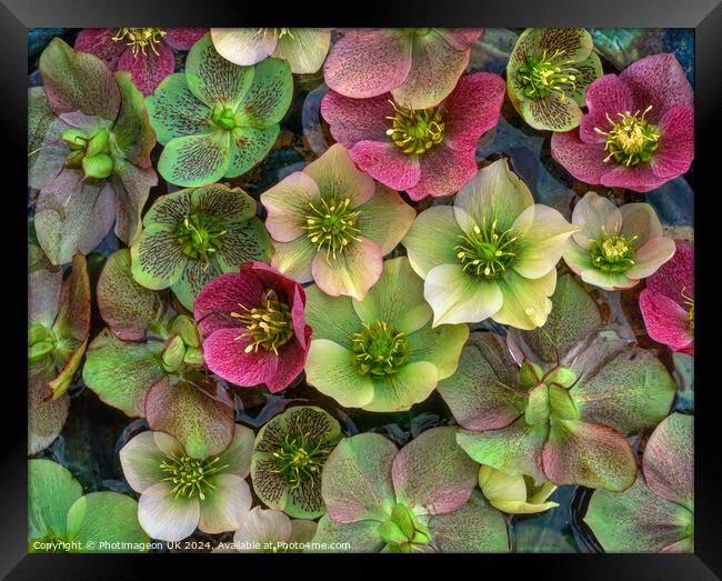 Hellebore flowers Framed Print by Photimageon UK