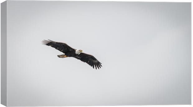 Bald Eagle in Flight, Alaska, USA Canvas Print by Dave Collins