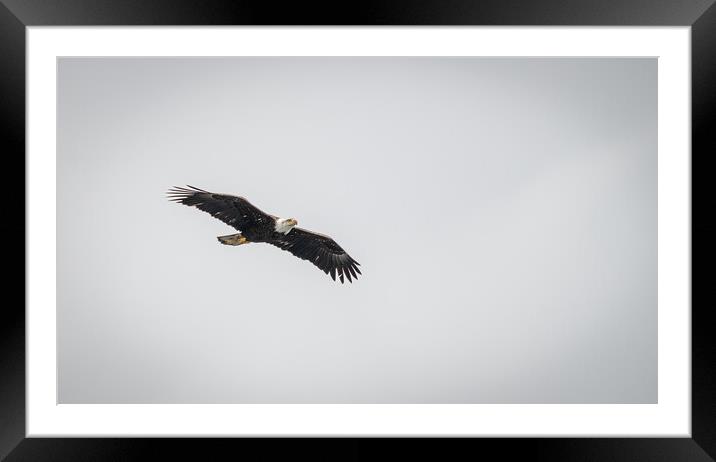 Bald Eagle in Flight, Alaska, USA Framed Mounted Print by Dave Collins