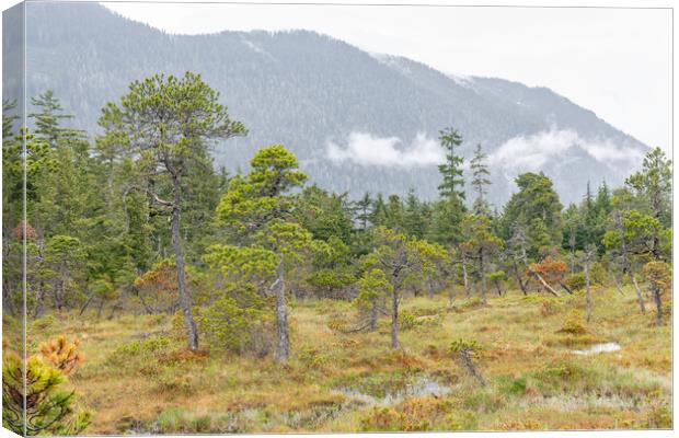 The Petersburg muskeg (Peat Bog) with clouds skirting the mountains behind, Alaska, USA Canvas Print by Dave Collins