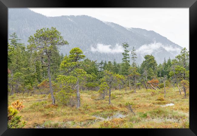The Petersburg muskeg (Peat Bog) with clouds skirting the mountains behind, Alaska, USA Framed Print by Dave Collins