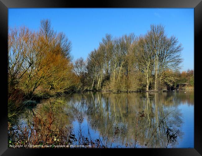 Reflection of Trees in Water Framed Print by Tom Curtis
