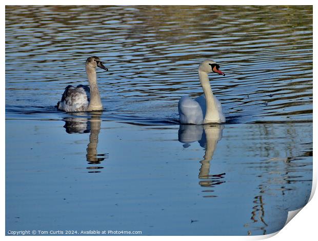 Mute Swan and Cygnet Print by Tom Curtis