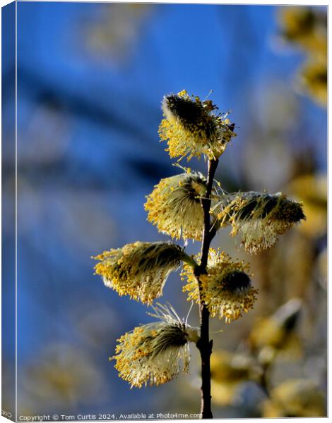 Pussy Willow Canvas Print by Tom Curtis