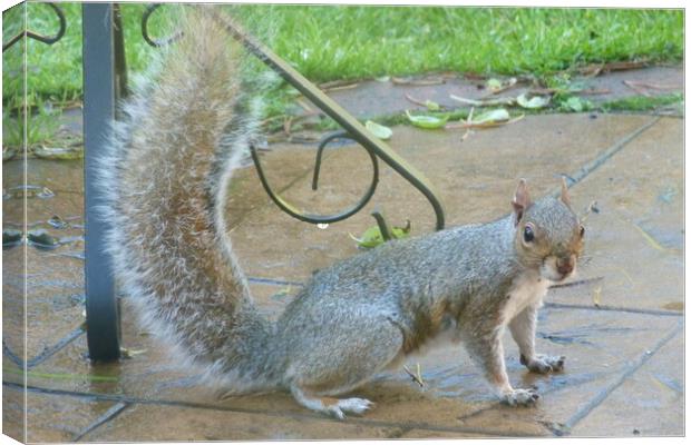 Checky Squirrel Canvas Print by Peter Hodgson