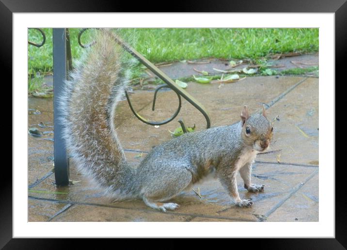 Checky Squirrel Framed Mounted Print by Peter Hodgson