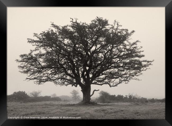 Exmoor Tree Framed Print by Dave Bowman
