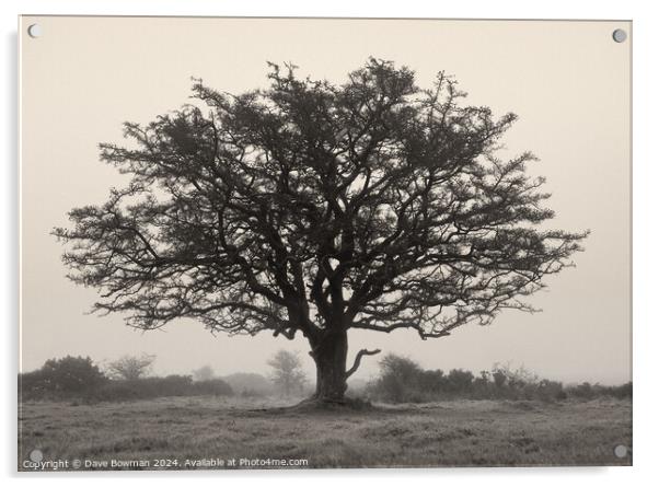 Exmoor Tree Acrylic by Dave Bowman