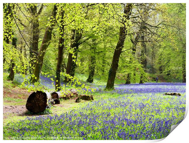 Bluebell Time at Blackbury Camp Devon Print by Susie Peek