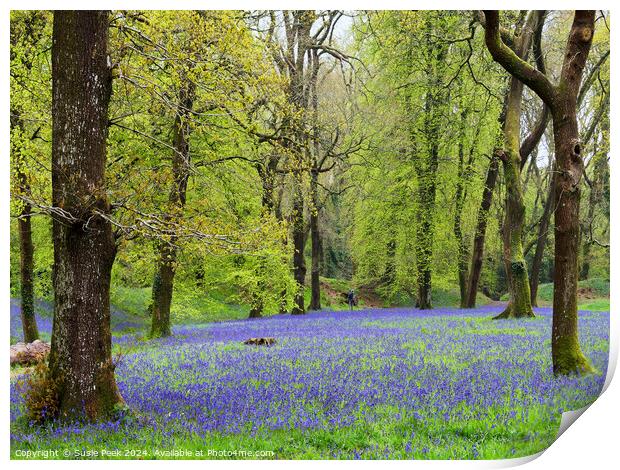 Bluebell Time at Blackbury Camp Devon Print by Susie Peek