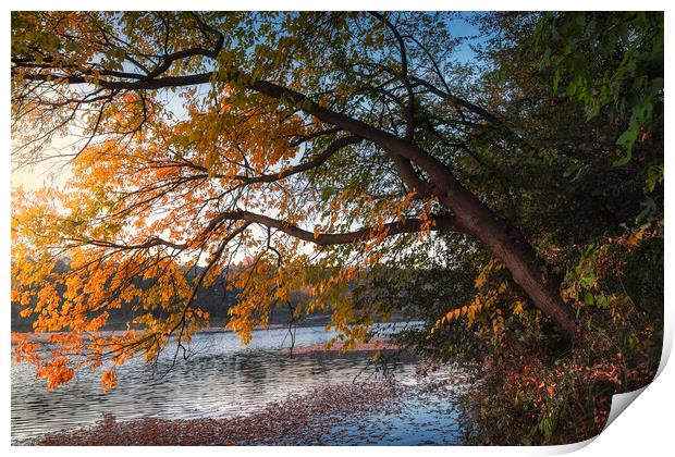 Here comes the autumn on the small lake Print by Dejan Travica
