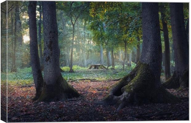 Entrance to the mystic forest between the big oak trees Canvas Print by Dejan Travica