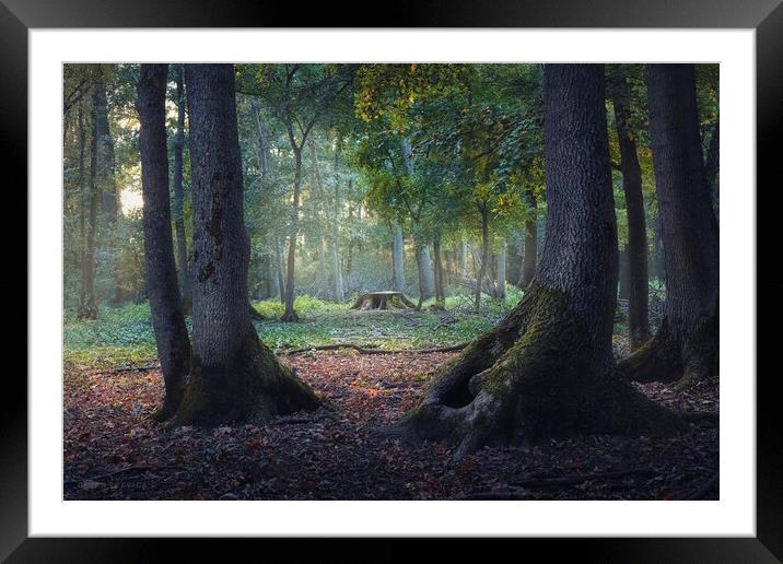 Entrance to the mystic forest between the big oak trees Framed Mounted Print by Dejan Travica