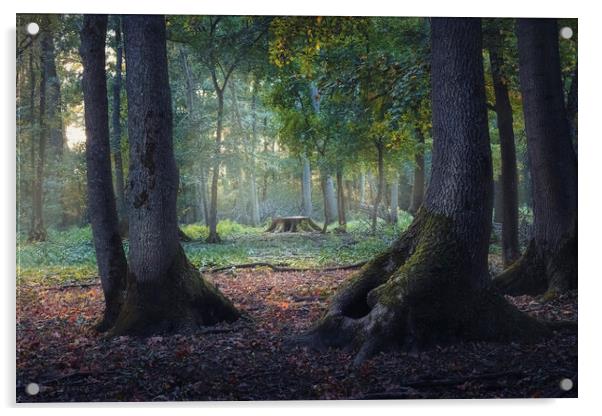 Entrance to the mystic forest between the big oak trees Acrylic by Dejan Travica