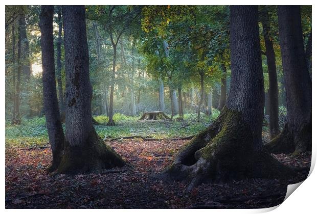 Entrance to the mystic forest between the big oak trees Print by Dejan Travica