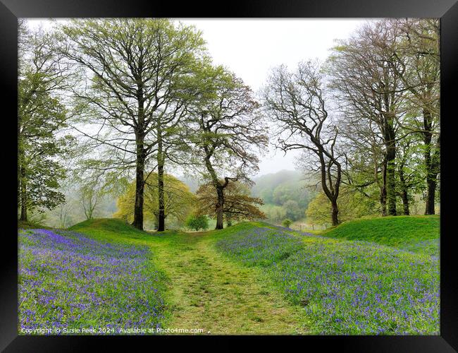 Bluebell Time at Blackbury Camp Devon Framed Print by Susie Peek