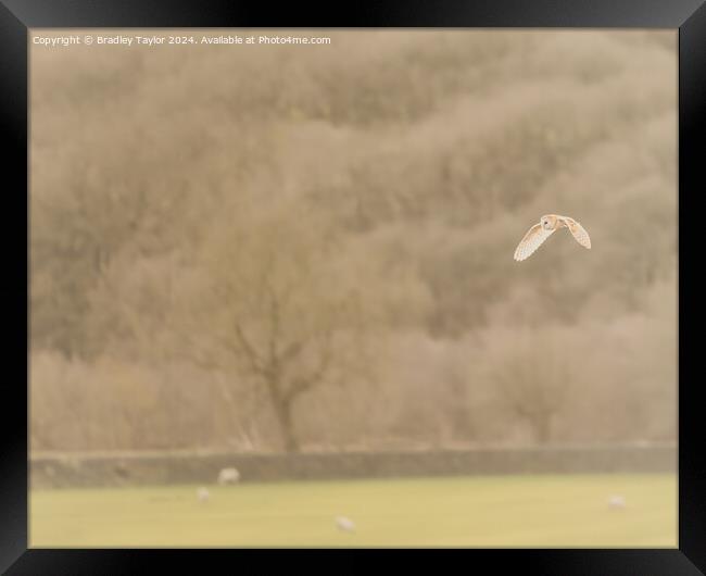 Sunset Barn Owl Flight Framed Print by Bradley Taylor