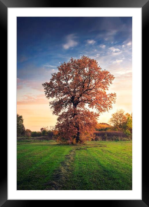 Golden oak tree in the autumn field Framed Mounted Print by Dejan Travica