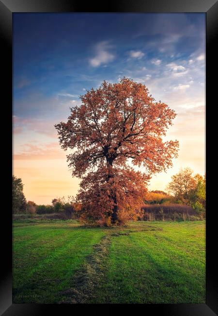 Golden oak tree in the autumn field Framed Print by Dejan Travica