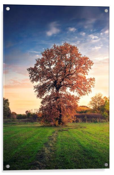 Golden oak tree in the autumn field Acrylic by Dejan Travica
