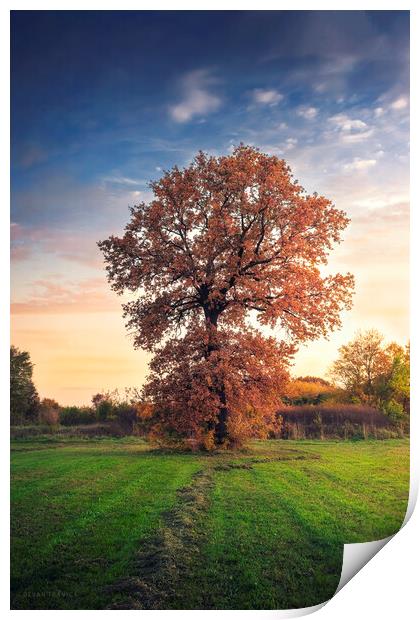 Golden oak tree in the autumn field Print by Dejan Travica