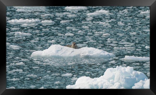 Harbour Seal on an ice flow in its natural environment, College Fjord, Alaska, USA Framed Print by Dave Collins