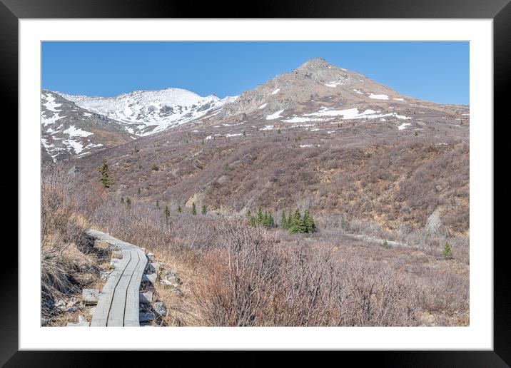 Boardwalk footpath through the tundra in Denali National Park in Alaska, USA Framed Mounted Print by Dave Collins