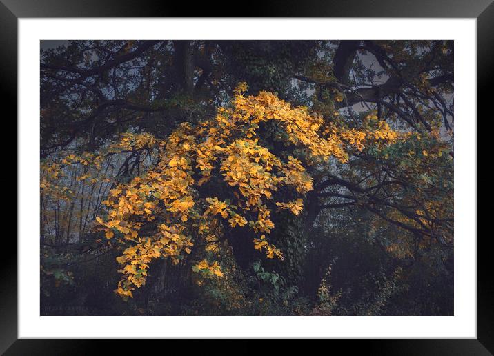 The old oak glows in the darkness Framed Mounted Print by Dejan Travica
