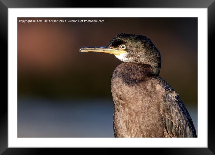 Cormorant Framed Mounted Print by Tom McPherson