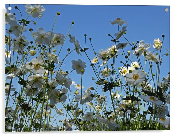 Japanese Anemones Acrylic by Paul J. Collins