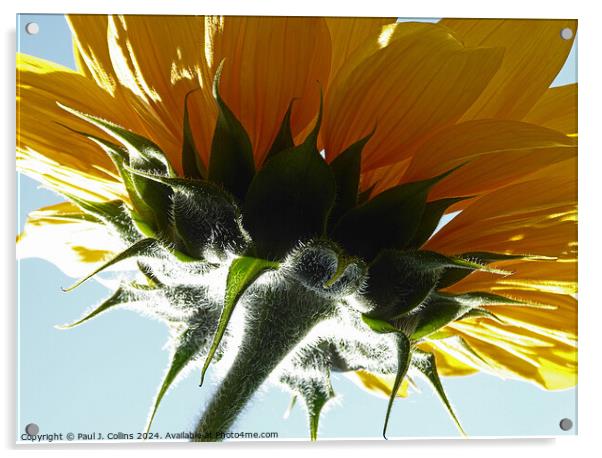 Sunflower Head Acrylic by Paul J. Collins