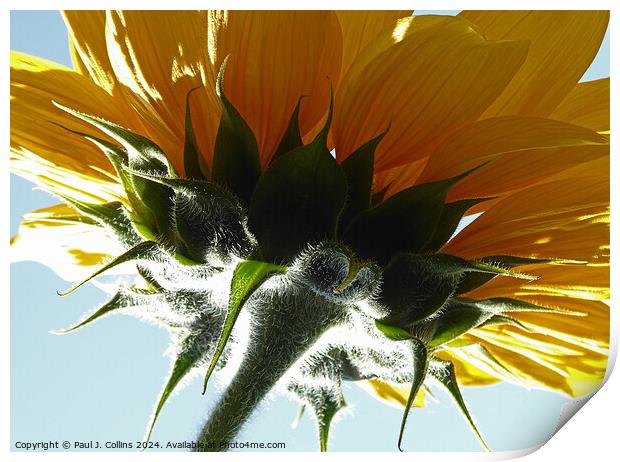 Sunflower Head Print by Paul J. Collins